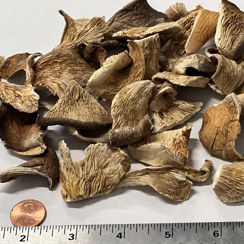 Dried Grey Mushroom product image