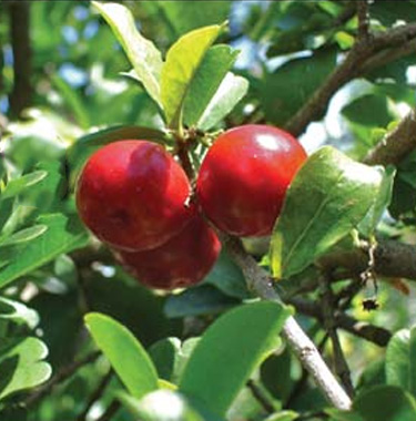 Acerola Juice Concentrate product image
