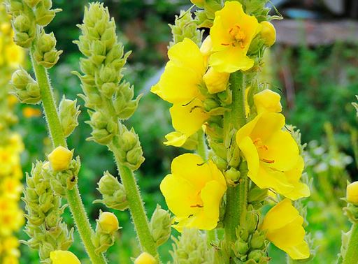 MULLEIN LEAF product image