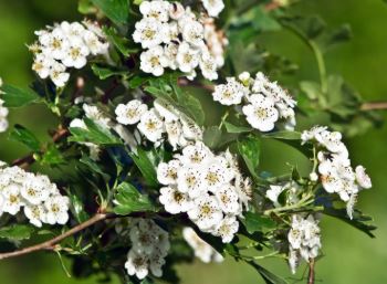 Hawthorn Leaves & Flowers product image