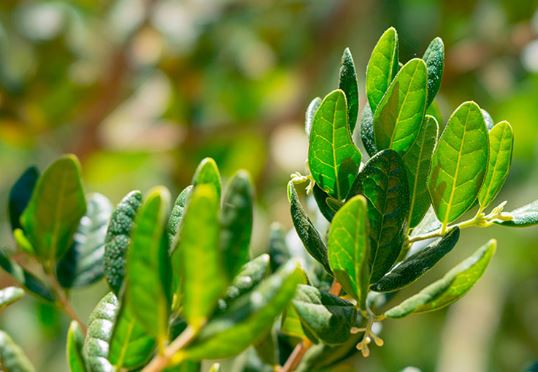 BOLDO LEAF product image