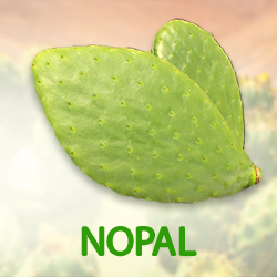 Nopal Powder (organic) product image