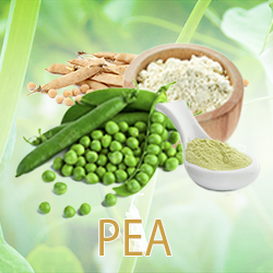 Pea Protein 80% (organic) product image