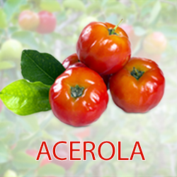 Acerola Juice Pwd 12% Vit. C (organic) product image