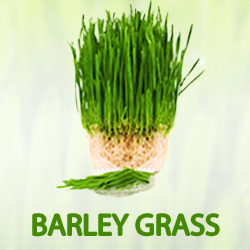 Barley Grass Powder (organic) product image