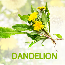 Dandelion Root Powder (organic) product image