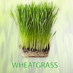 Wheatgrass Powder (Organic) product image