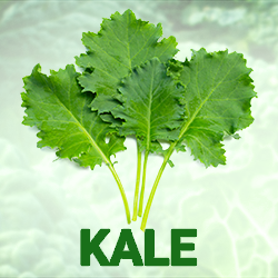 Kale Powder (organic) product image