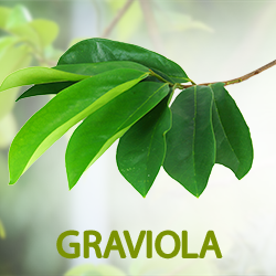 Graviola Leaf Powder product image