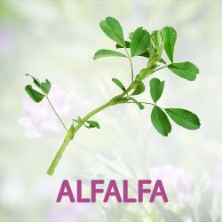 Alfalfa Grass Powder (organic) product image