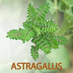 Astragalus P.E. 10:1 (organic) product image