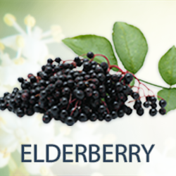 Elderberry P.E. 10:1 product image