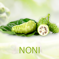 Noni Fruit Powder (org, mesh 80) product image