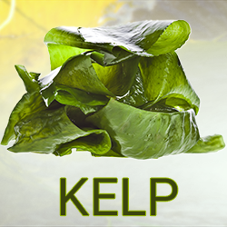 Kelp Powder (organic) product image