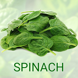 Spinach Powder (organic) product image