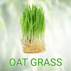 Oat Grass Powder (organic) product image