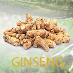 Panax Ginseng Extract 2% (organic) product image