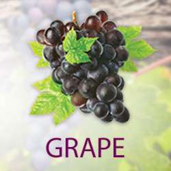 Grape Juice Powder (organic) product image