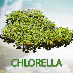 Chlorella (Cracked Cell) Powder (organic) product image