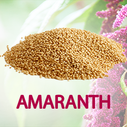 Amaranth Powder (organic) product image