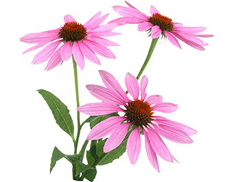 Echinacea Purpurea P.E 4:1 product image