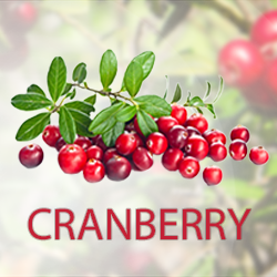 Cranberry Juice Powder product image