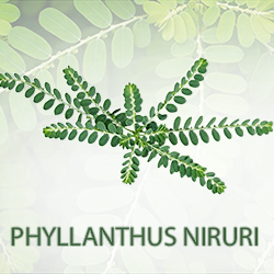 Phyllanthus Niruri P.E 2% product image