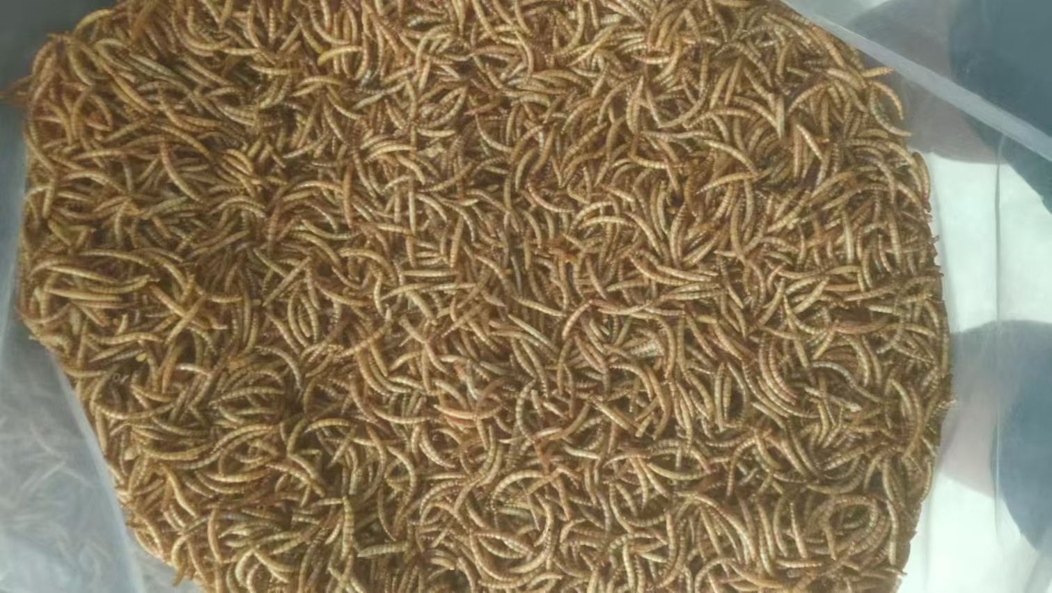 Dried Mealworms product image