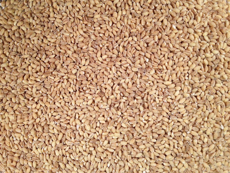 Organic Hulled Barley product image