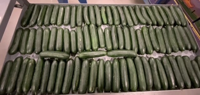 36 CT CUCUMBERS product image