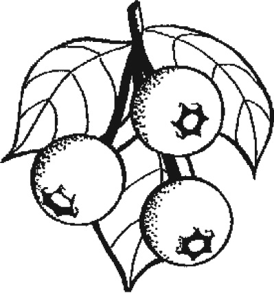Blueberry Ridge Farm Inc logo