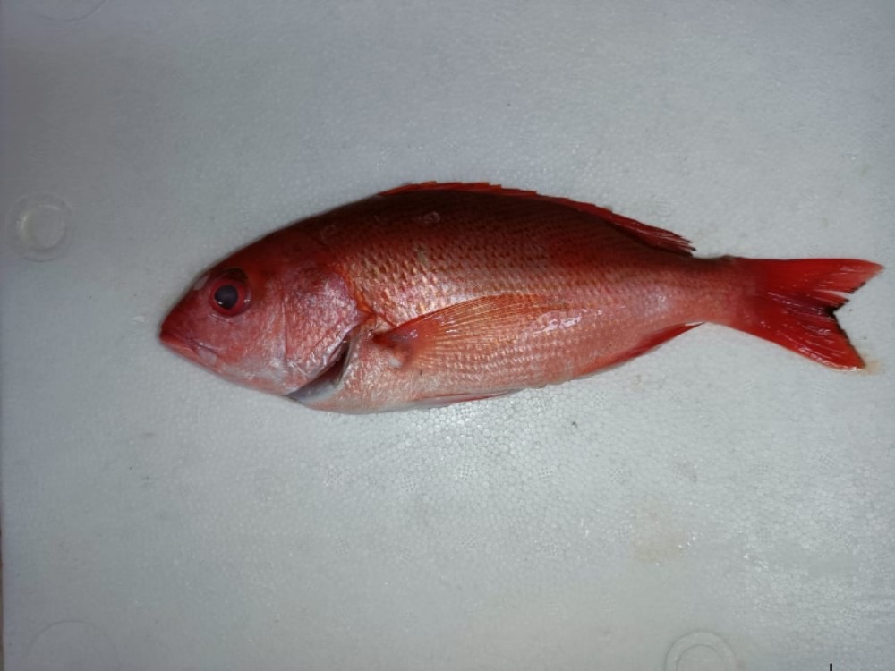 SNAP SILK HDON GTT 4-6LB DR RAW WLD PAN FRSH (TW80) product image