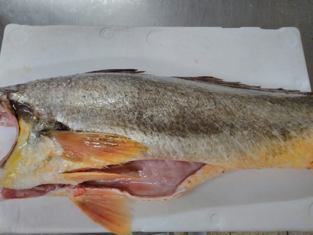 CORV H&G 10-20LB DR RAW WLD PAN FRSH (TW80) product image
