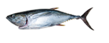 TUNA YFIN DR 60-99LB H&G RAW #2+ WLD PAN FRSH (TW80) product image