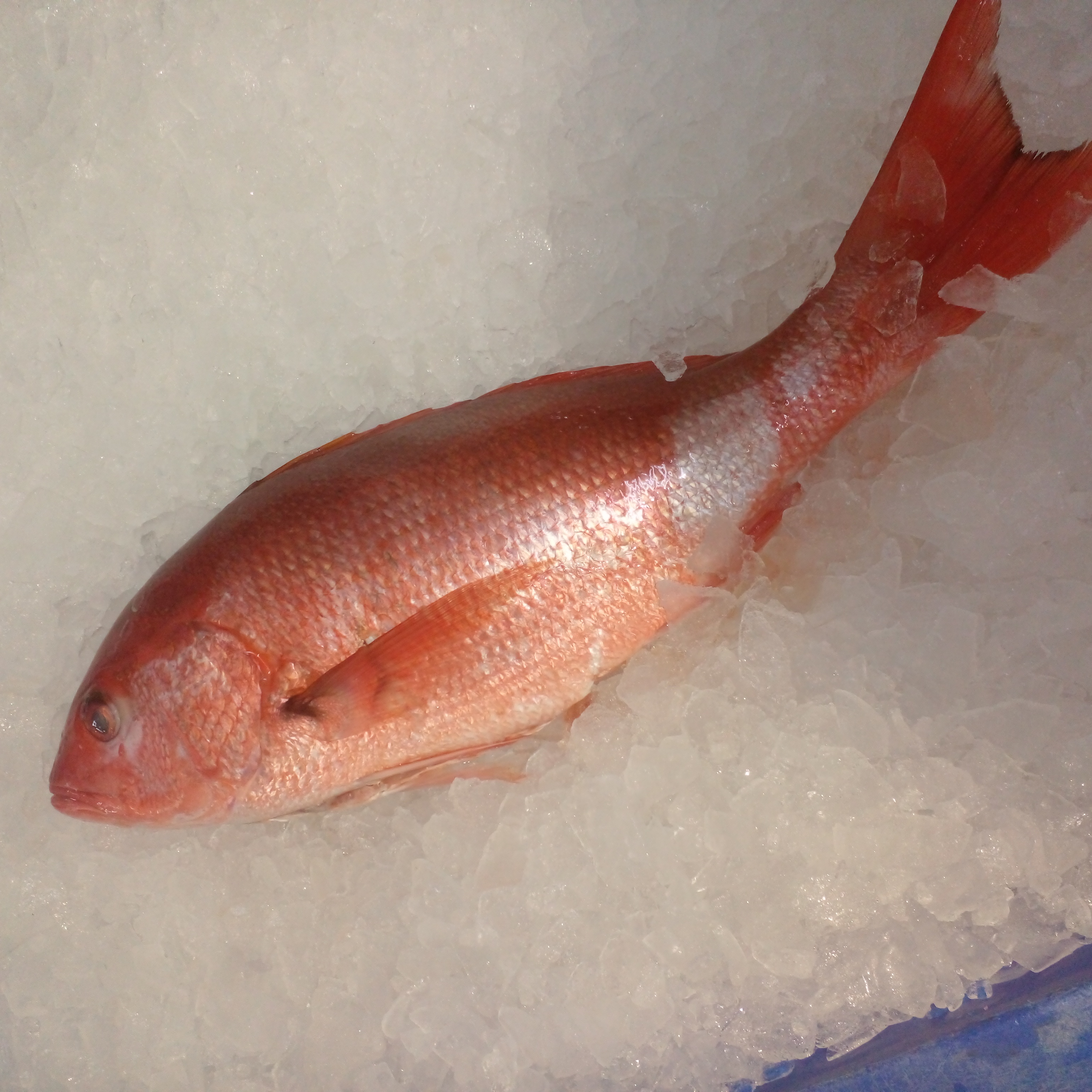 SNAP SILK HDON GTT 1-2LB DR RAW WLD PAN FRSH (TW80) product image