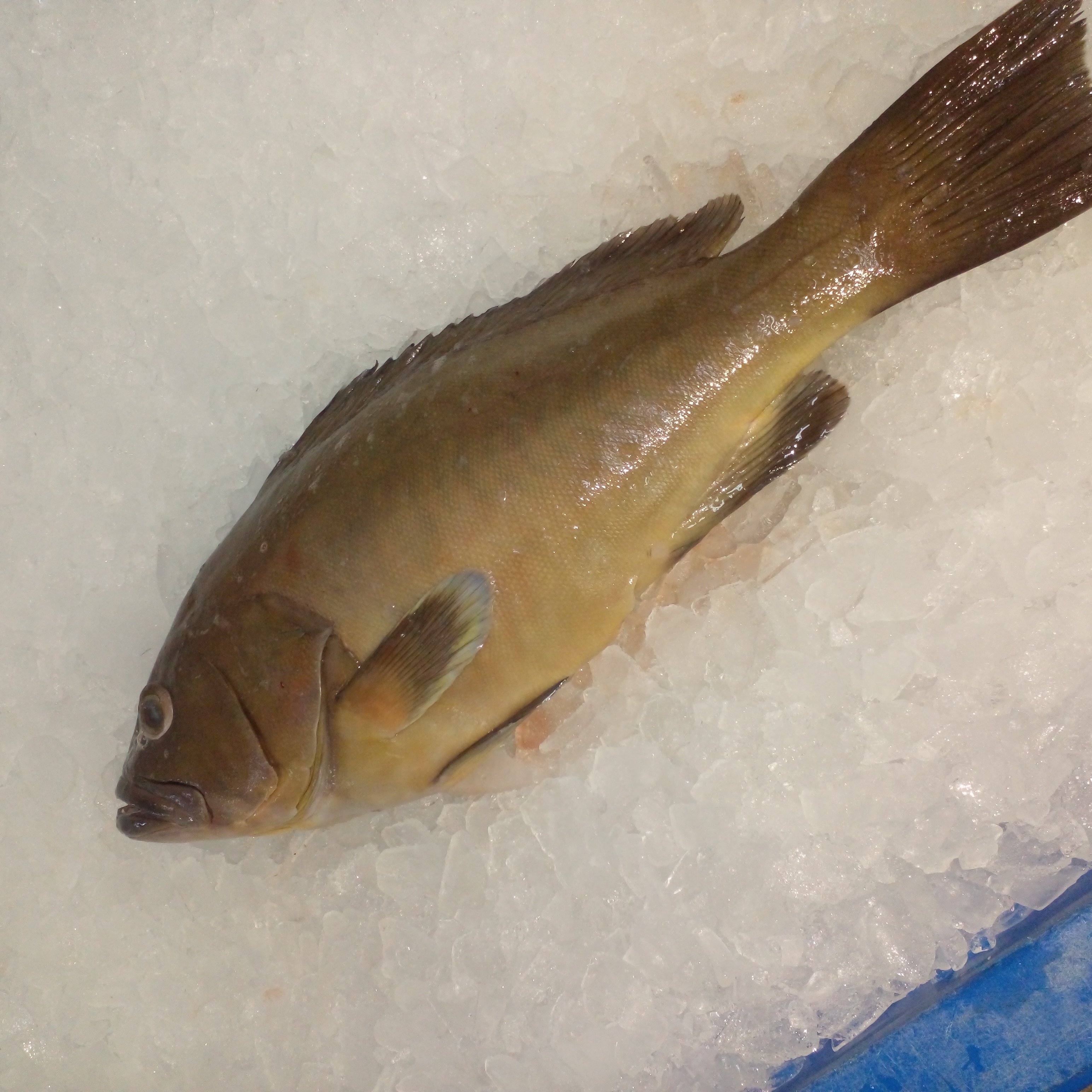 GRPR OLIVE HDON GTT 10-20LB DR RAW WLD PAN FRSH (TW80) product image